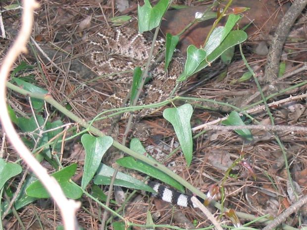 Serpente alieno nella pineta di Ostia